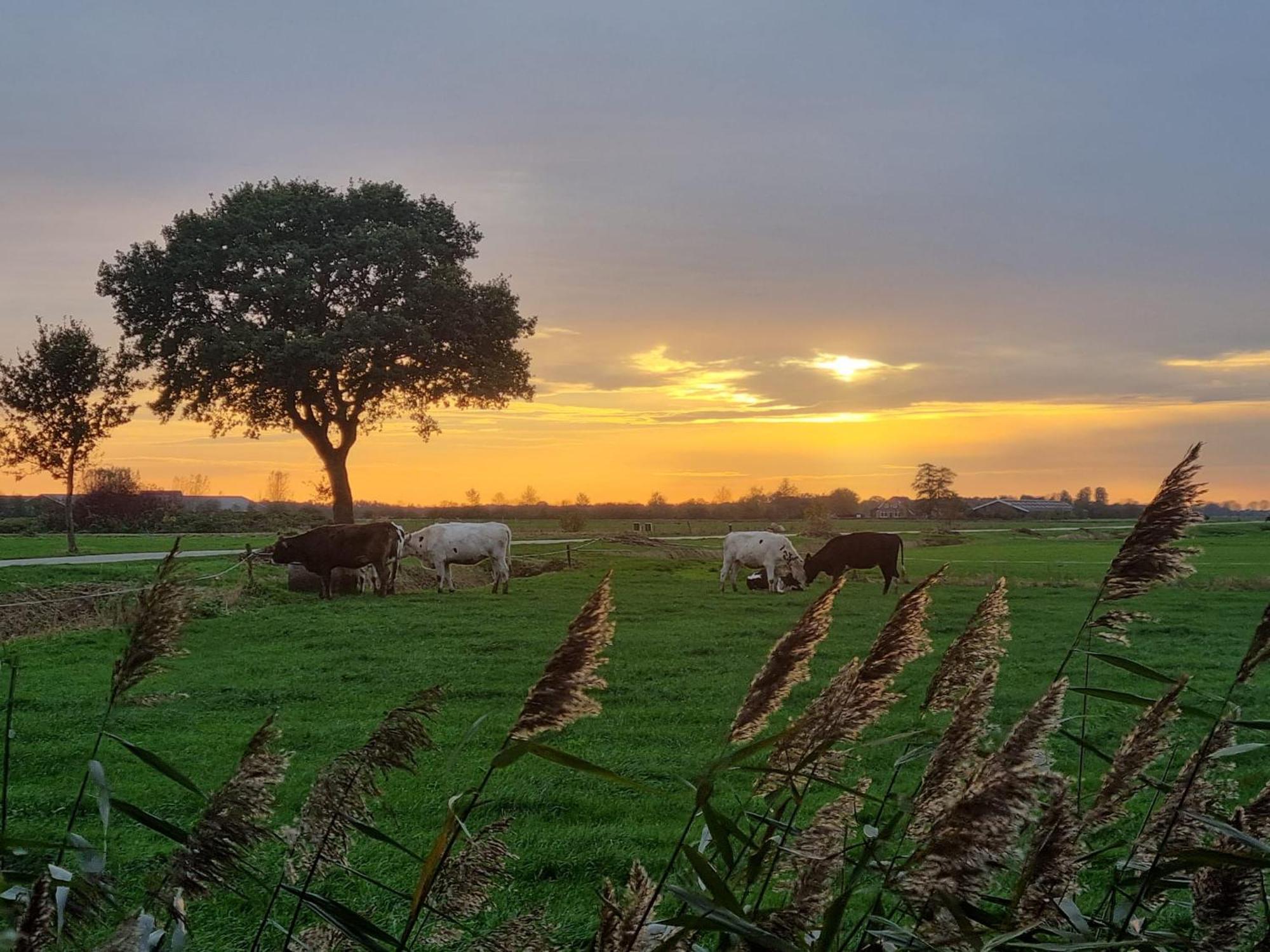 Bed and Breakfast Het Gouden Eiland Veendam Exterior foto